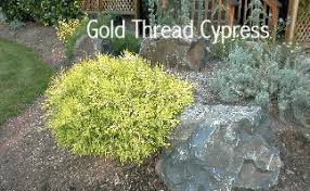 Maybe you would like to learn more about one of these? Plant Id
