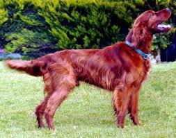 Image result for red setter