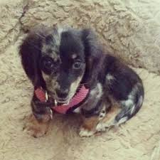 Irish dachshund club, founded in 1932, we are devoted to the development, promotion and dachshund puppies for sale. Pennysaver Miniature Dachshund Puppies In Sacramento California Usa