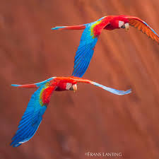 It was chosen as the photo of the day for today, but it is also a part of the national geographic feature story. Interview Frans Lanting I Speak To A Lot Of Younger People And That S The Generation We Need To Cultivate Digital Photography Review