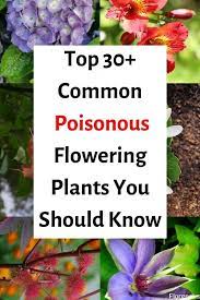 Pin On Flowers And Flowering Plants