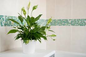 It's easier than it may seem. 10 Shower Plants That Want To Live In Your Bathroom