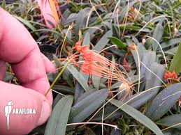 Image result for Bulbophyllum burttii