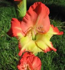 Image result for Gladiolus zimbabweensis