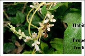 Image result for Cuscuta hyalina