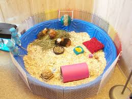 Guinea pig shop—guinea pig accessories, bedding, cages and more. Guinea Pig Accessories