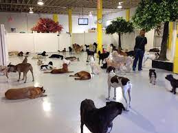 Canine Adventure Den Daycare In Vancouver Bc Canada Used The Steady Freddy Vinyl Privacy For Their Dog D Dog Daycare Business Dog Daycare Dog Training Facility