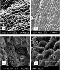 Image result for Felicia muricata