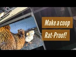 If your coop has a study floor, you can cover the floor with the same hardware cloth to prevent rats from getting in by chewing through the floor. Rat Proofing The Coop Backyard Chickens Learn How To Raise Chickens