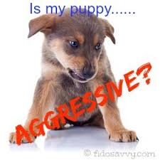 Introducing a puppy to an aggressive dog if you're introducing a puppy to an aggressive dog there are some things you can do to help them along. Got An Aggressive Puppy Puppy Aggression Puppies Dog Behavior