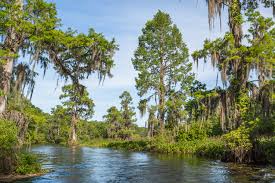 Maybe you would like to learn more about one of these? Wakulla Springs State Park Tallahassee S Hidden Gem Jetset Jansen