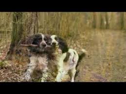 Born free, as free as the wind blows as free as the grass grows born free to follow your heart. Andy Williams Born Free Youtube