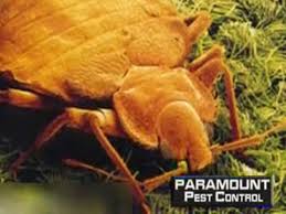 Pest control is considered a critical infrastructure workforce under the federal guidelines. Paramount Pest Control Opening Hours 212 Tivoli Pvt Nepean On