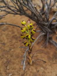 Image result for Corycium