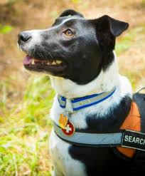 6,906 likes · 16 talking about this. Arkansas Search Dog Association Inc Reviews And Ratings Little Rock Ar Donate Volunteer Review Greatnonprofits