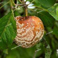 Meyve monilyası (Mumya)