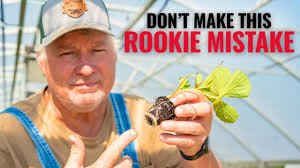 Growing collards in a grow bag! 🌱 #growyourownfood #getdirty #growhoss  #hoss #gardening #reels #containergardening