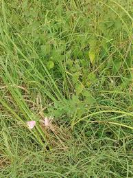 Image result for Kosteletzkya grantii