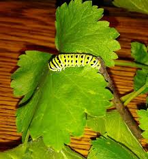 We did not find results for: Found This Guy On My Carrots Eastern Black Swallowtail Caterpillar Gardening Forums