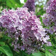 Van Zyverden Lilac Purple Root Stock Set Of 1 Root 832201 The Home Depot Fuchsia Flowers Lilac Bushes Purple Flowers