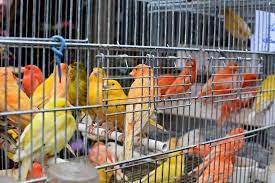 Pic hide this posting restore restore this posting. The Paris Bird Market