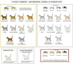 Colour And Pattern Charts For Every Cat Color In Existence