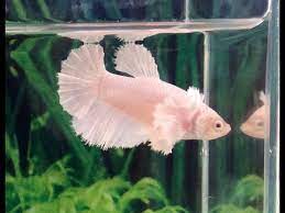 Due to selective breeding, the ever popular male, or siamese fighting fish, is now available in an enormous array of colours and tail types. My New Albino Betta Fish Youtube