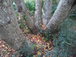 Image result for Galpinia transvaalica