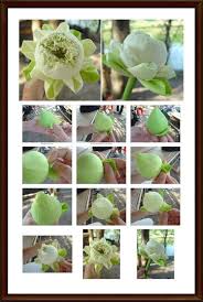 15 ว ธ พ บดอกบ วถวายพระ how to fold lotus petals ดอกไม กระดาษ การจ ด ดอกไม ดอกไม