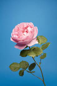 The English Rose In All Its Frankensteined Glory Wired English Roses Roses Book Book Flowers