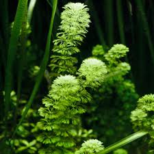 Image result for Nesaea dinteri