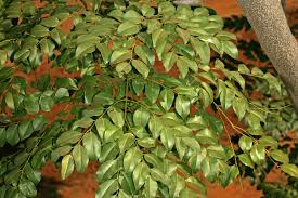 Image result for Erythrophleum