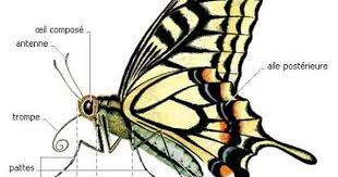 Anatomie Du Papillon De Jour Papillon De Nuit Papillon De Jour Papillon