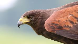 Red tailed hawk feather meaning. Hawk Symbolism In Christianity