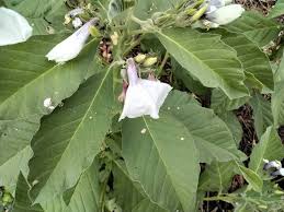 Image result for Astripomoea hyoscyamoides