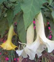 Sometimes burundanga has two or three different. Burundanga Singing To The Plants