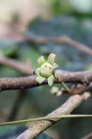 Image result for Monoon