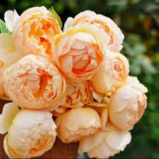 Pin By Susan G Myers On Roses David Austin Roses Rose Austin Rose