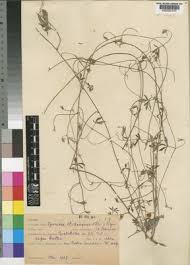 Image result for Ipomoea magnusiana