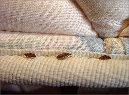 Bed bug removal & extermination in northwest oregon & southwest washington. Blog Archives Best Pest Control Services In Singapore