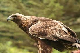 Germany Golden Eagle Birds Of Prey National Animal