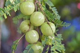The name wild cherry tree refers to a number of species in the genus prunus. 27 Different Types Of Fruit Trees Plus More Fruitful Facts Home Stratosphere