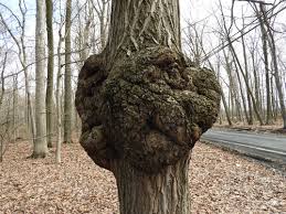 Much of this calculation is based on leaf surface area (lsa) models, that's a researcher's way of saying that a home with more trees (and more lsa) tends to have a higher value than one with fewer trees (and lower lsa. Large Burl On A Tree On My Property What S It Worth By Cory Lumberjocks Com Woodworking Community