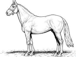 50 Free Printable Horse Coloring Pages Pictures Horse Coloring Pages Horse Coloring Horse Coloring Books