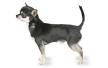 Chihuahua Pictures, Breed Facts, & More | PetMD