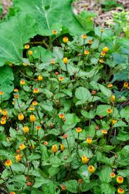 Image result for Spilanthes costata