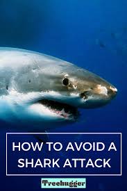 750 troops perished — about a quarter of them taken by oceanic whitetip sharks. How To Avoid A Shark Attack Shark Attack Shark Attack