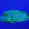Barramundi fish for louis penguin (300qp) intermediateyou need to have completed the quests on loch isle. 1