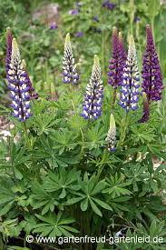 Restaurant lupinen, bøtøvej 151, 4378/væggerløse, væggerløse. Lupinus Polyphyllus Garten Lupine Vielblattrige Lupine Gartnern Mit Stauden