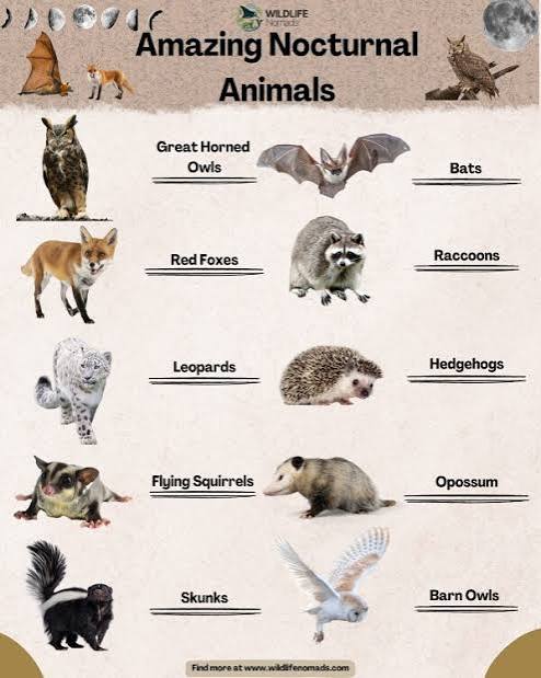 12 Fascinating Nocturnal Animals You Need To Know